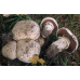 Мицелий Шампиньона парового (Agaricus vaporarius)